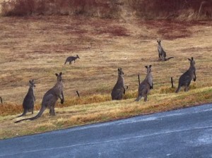 Roos in the Rain
